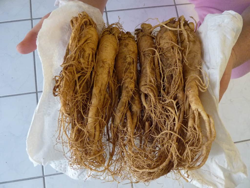 Ginseng Roots